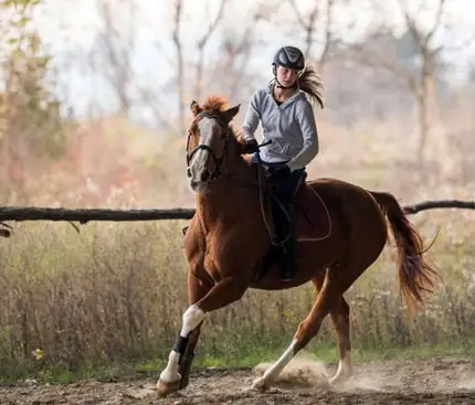 Top Places for Desert Horse Riding in Dubai